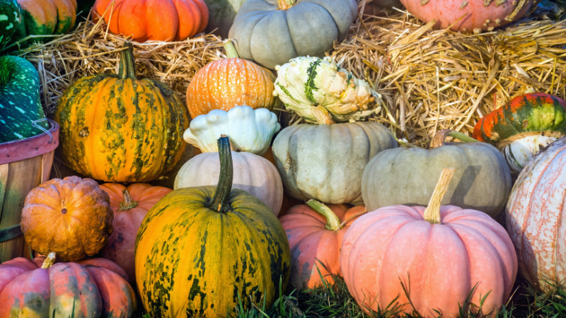 Fall Preview: Tulsa's Best Upcoming Festivals and Fairs | Solid Rock Realtors